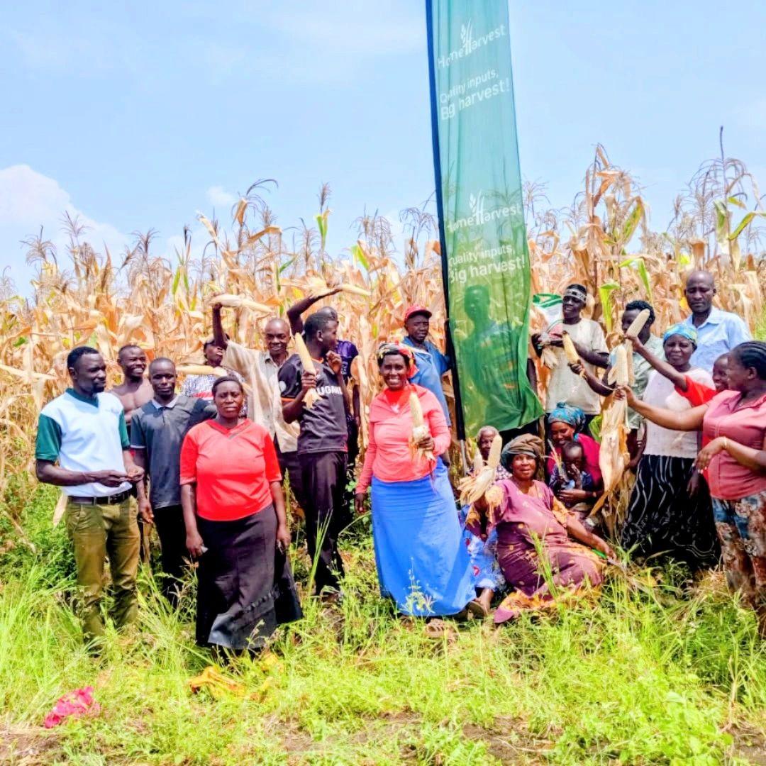 Magoba Hybrid Maize Delivers Strong Yields in Rugendabala, Western Uganda - Cover Image