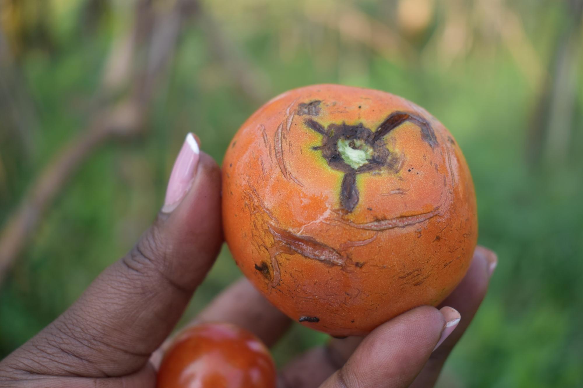 The Most Common Pests and Diseases Affecting Uganda’s Vegetables & Cereals — And How Hybrid Seeds Offer Better Protection - Cover Image