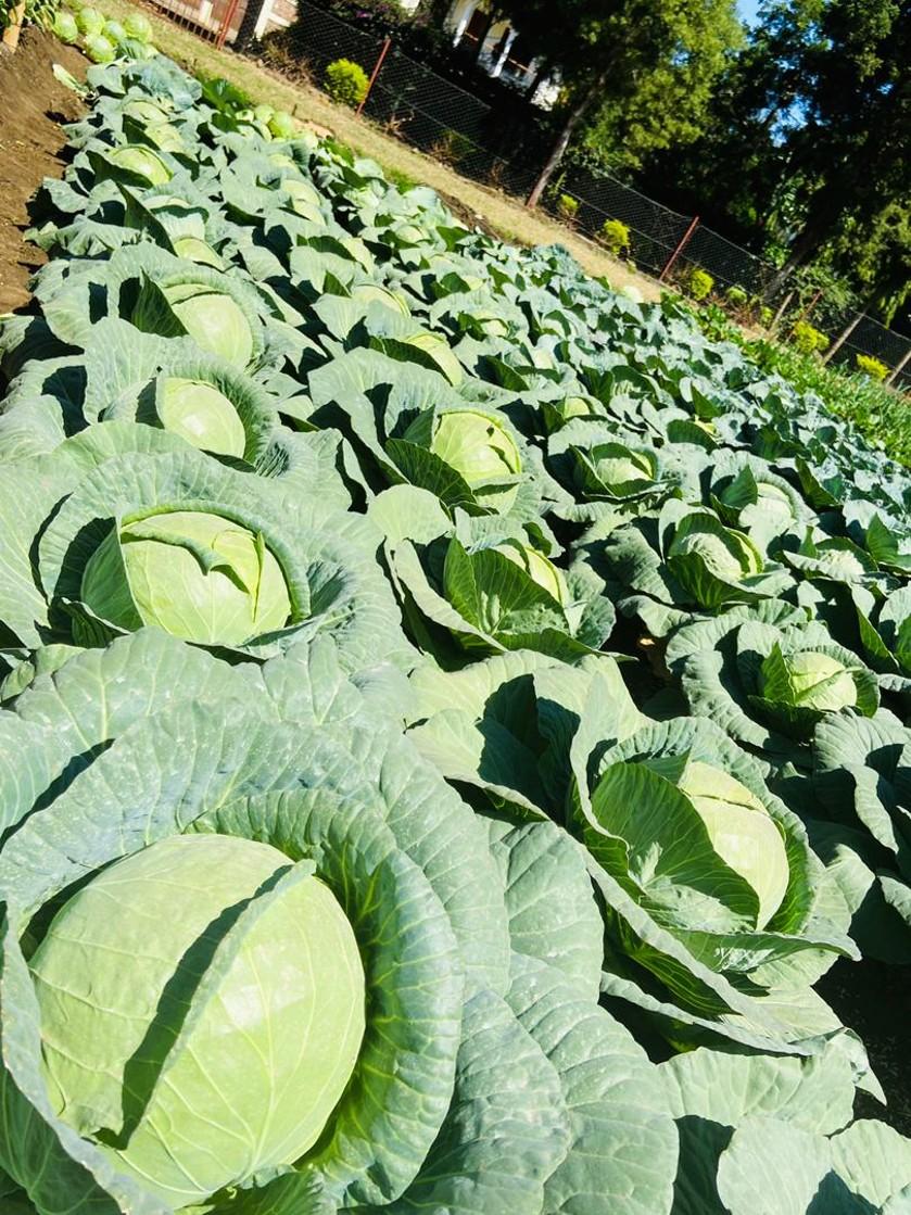 The Complete Guide to Profitable Cabbage Farming in Uganda - Cover Image