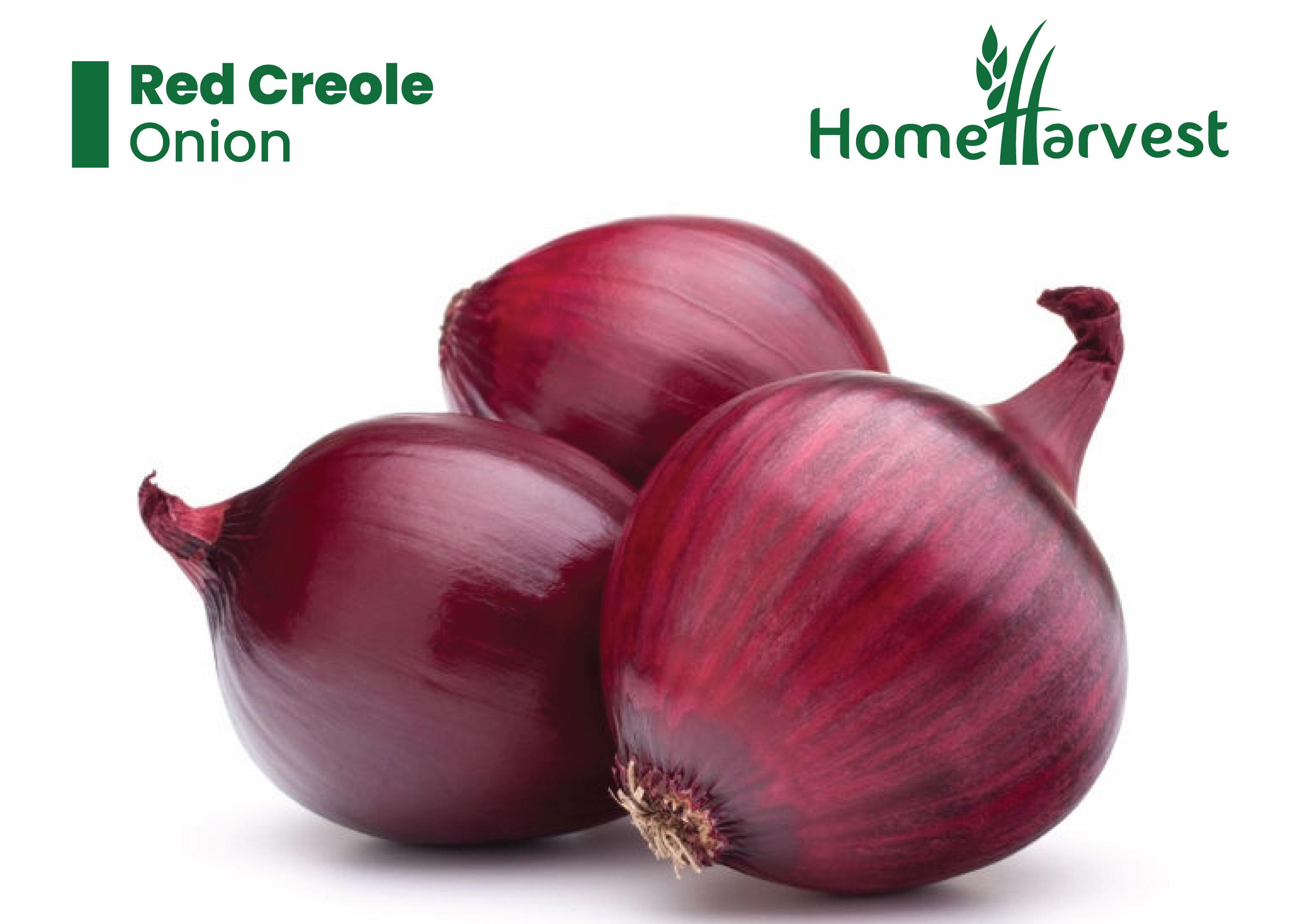 Red Creole Onion – High-Yield, Market-Ready Variety Now Available at Home Harvest - Cover Image