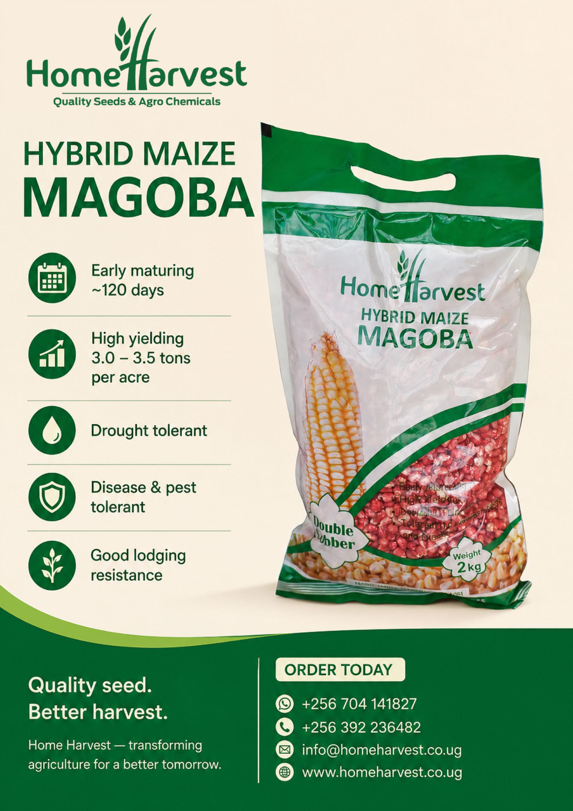 MAGOBA Hybrid Maize: A Complete Guide for Ugandan Farmers - Cover Image