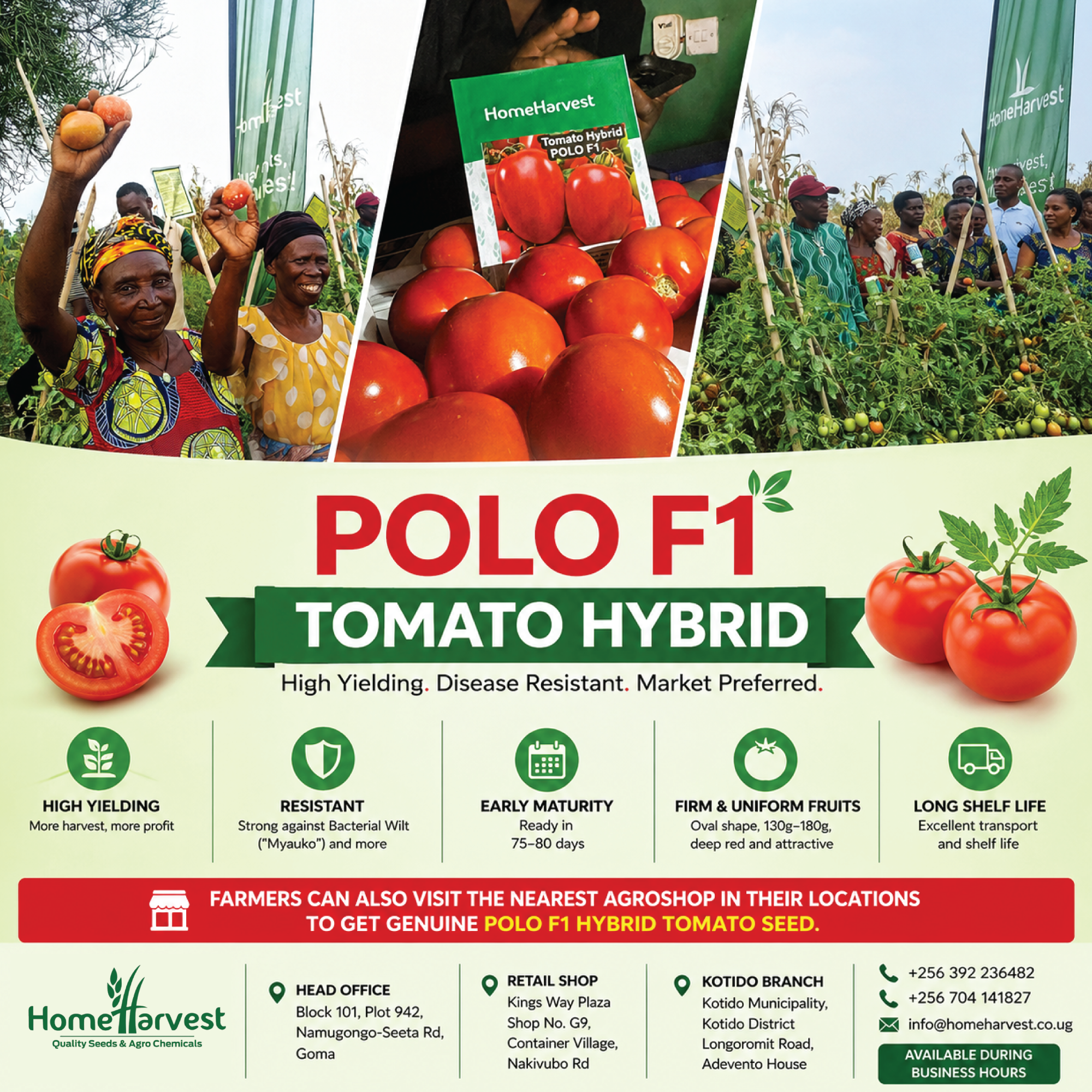 Why Farmers Across Uganda Are Choosing Polo F1 Tomato - Cover Image