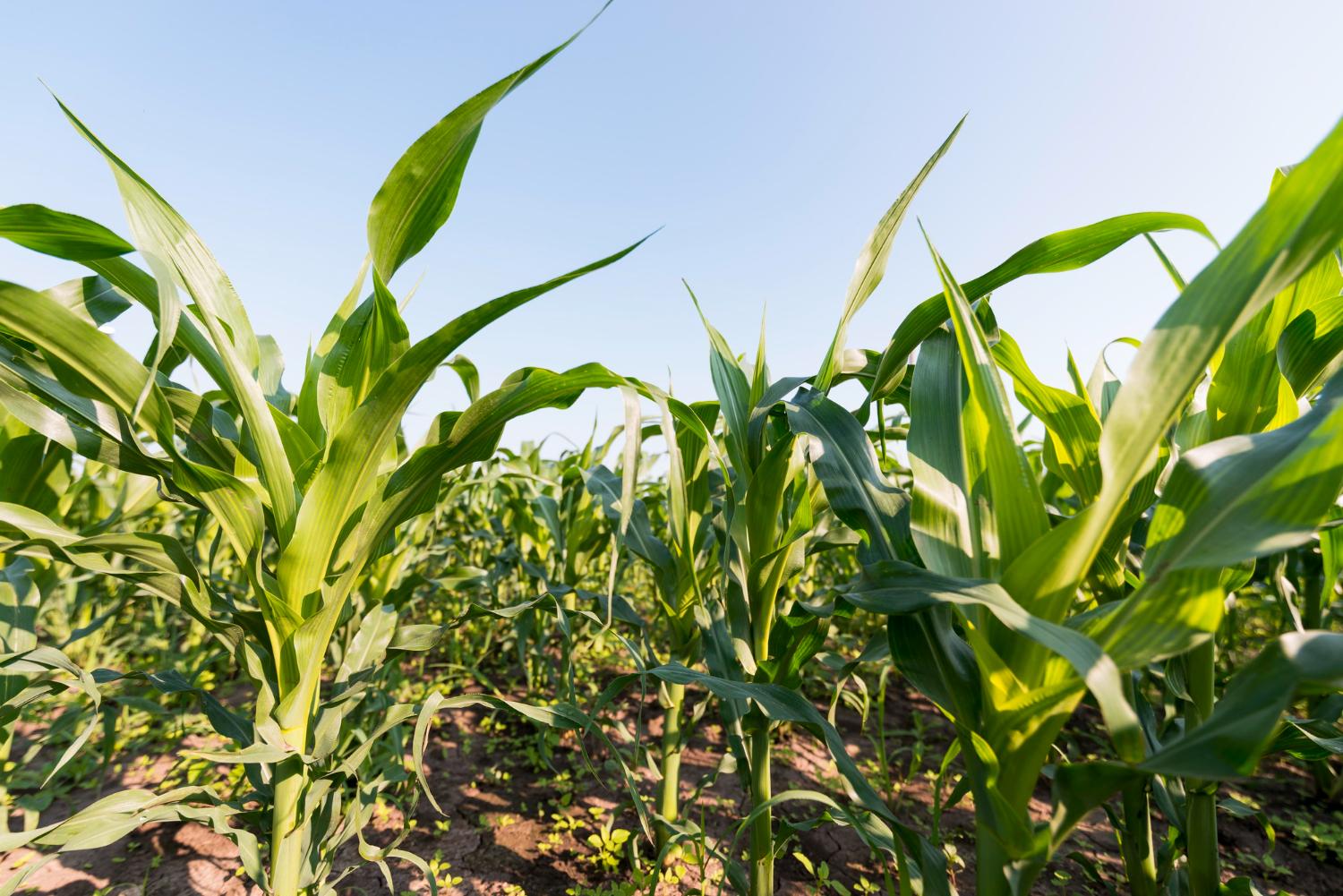 🌽 Now In Stock! Get High-Yield Maize Seed Varieties from Home Harvest Uganda - Cover Image