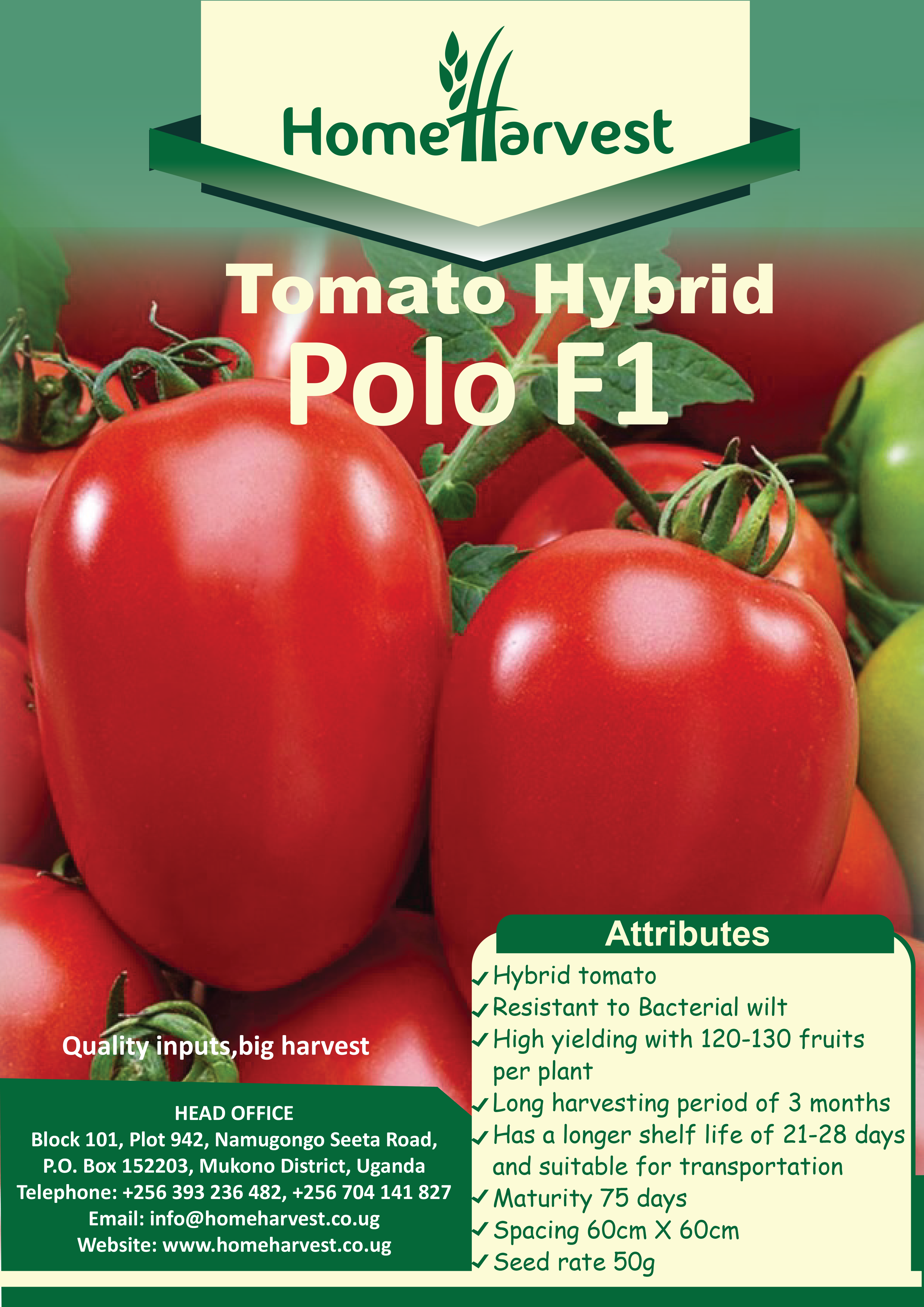 Polo F1 Tomato Seeds – The Best Hybrid Tomato Resistant to Bacterial Wilt. - Cover Image