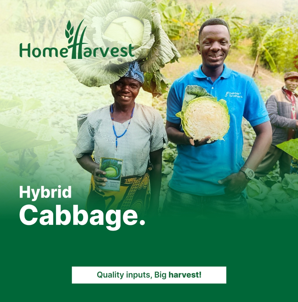 Growing Success with Home Harvest: Premium Vegetable Seeds