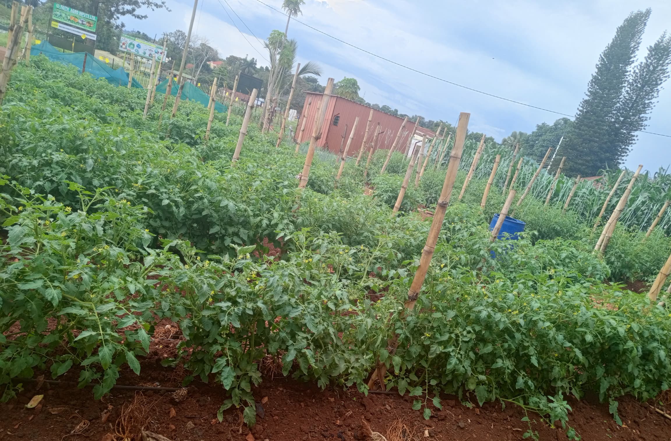 Visiting Our Jinja Farmers: Optima F1 Tomatoes