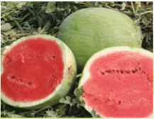 Water Melon Super Kaolack