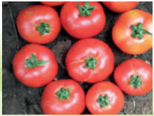 Tengeru Tomatoes