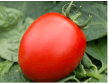 Volos Tomato