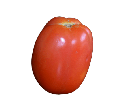 You are currently viewing Vilani, the new Wilt Resistant Tomato Variety.