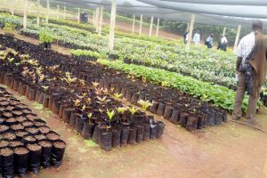 Vegetable Seedlings