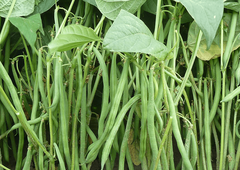 Read more about the article Beans Dwarf Catalina