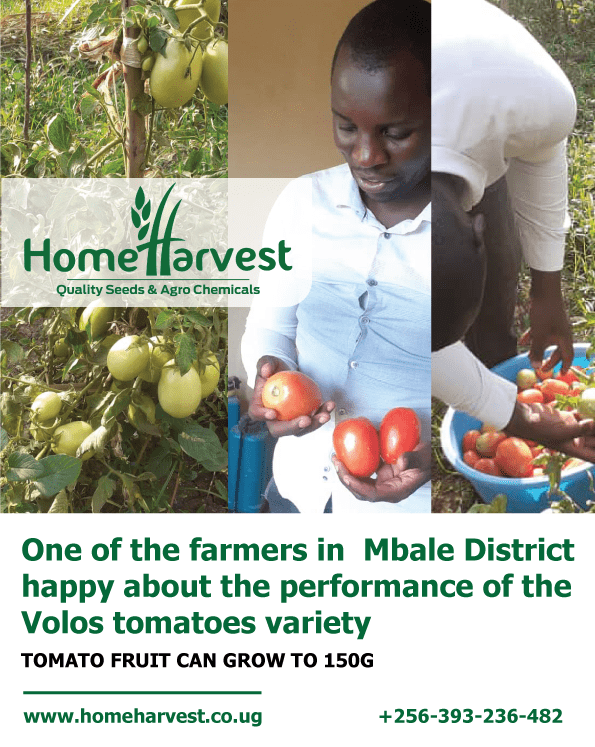 Read more about the article One of the farmers in  Mbale District